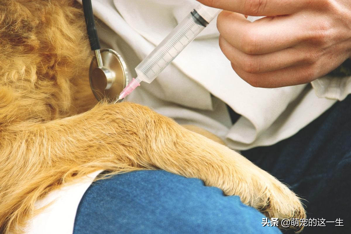 细小是什么病会死吗,细小是狗的什么意思