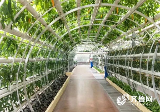 一天能供应武汉2000吨菜!这个地方种菜为什么这么牛?