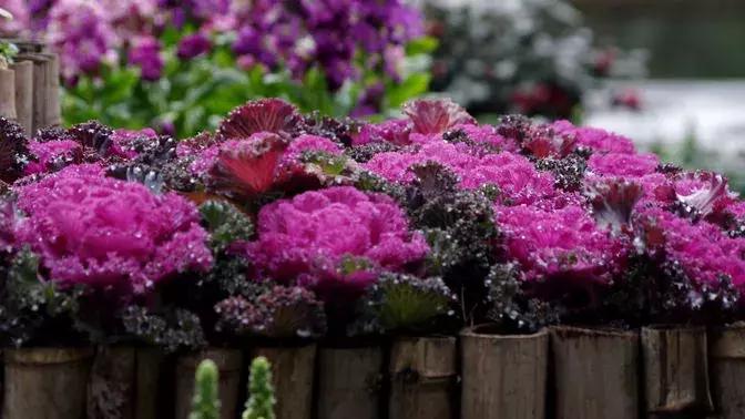 绿色像菜一样的花,像菜一样的花