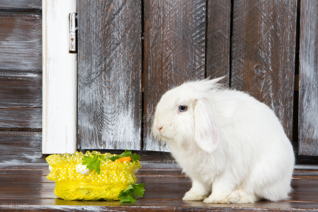 兔子口炎早期症状图片,兔子口炎不吃东西咋办