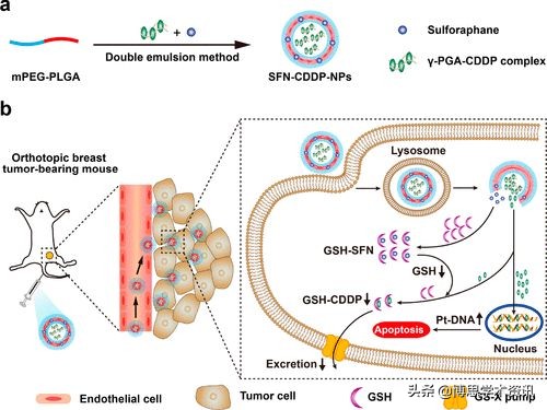 国家纳米中心ACSNano：耗竭谷胱甘肽以恢复顺铂化学敏感性