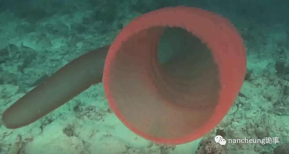 深海迷航第49天神秘生物,深海海底神秘的10种生物