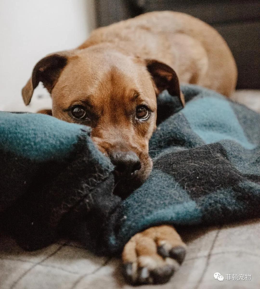 狗子来大姨妈的时候,狗子大姨妈来了什么情况