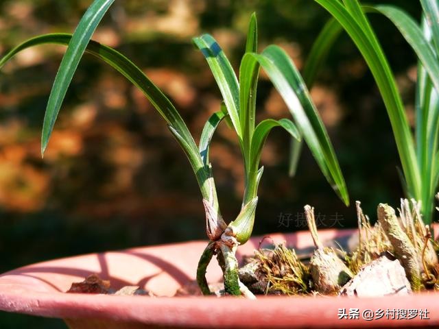 兰花怎样施肥用什么肥,兰花如何施肥最佳