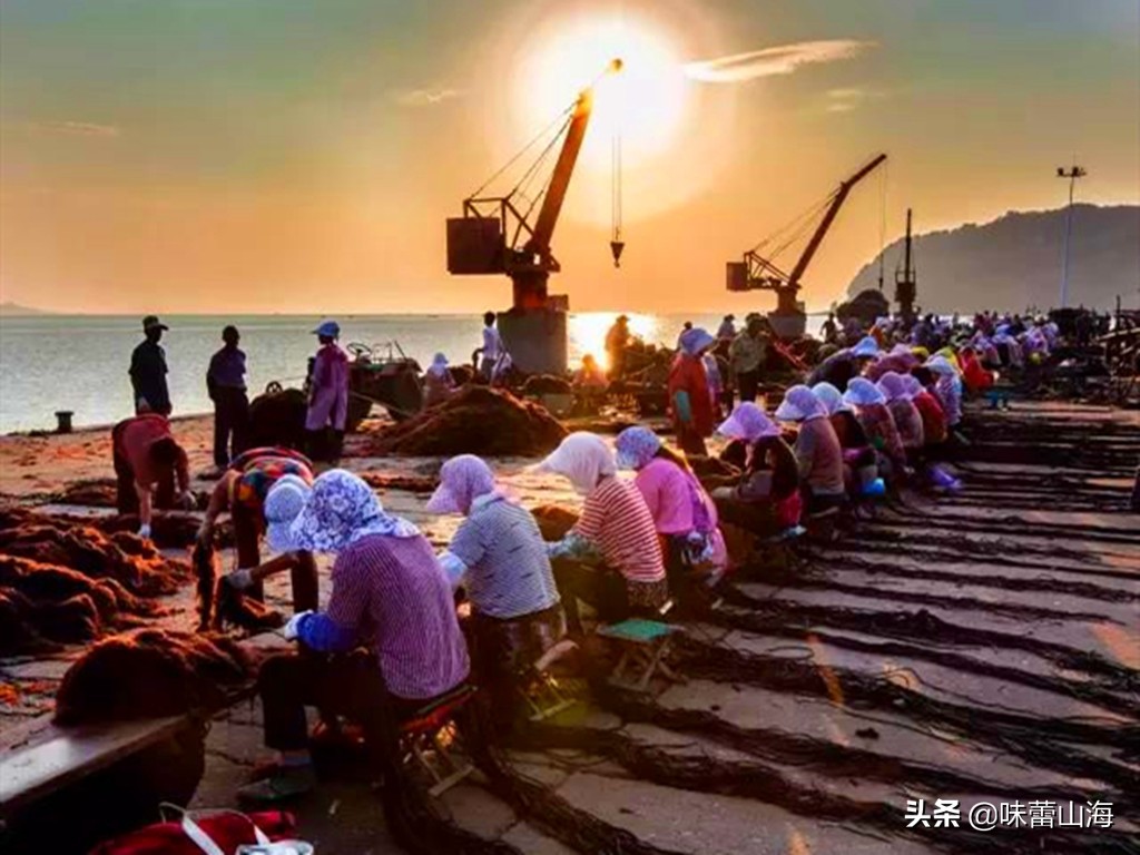 龙须菜和瓜苗菜哪个好吃,海石花菜龙须菜哪个好吃