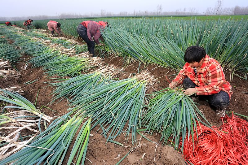 大葱如何种植不死,大葱如何种植不生虫