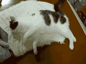 公猫可以有多个乳房吗,公猫也长乳房吗