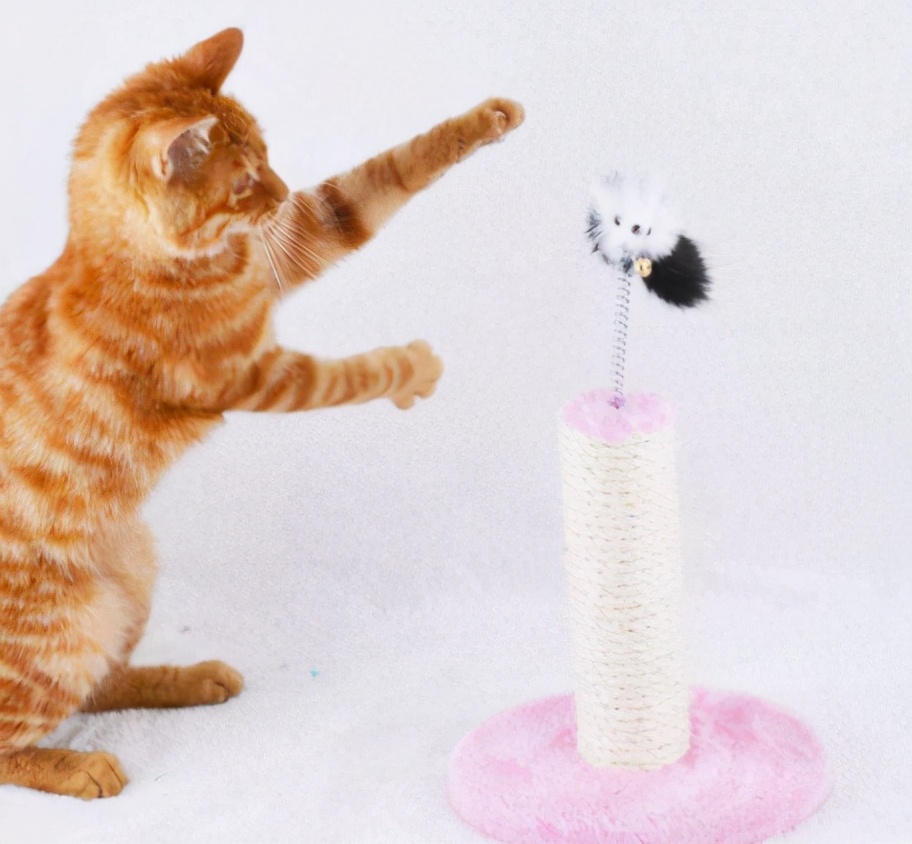 假期不在家猫怎么办,假期不出门的猫