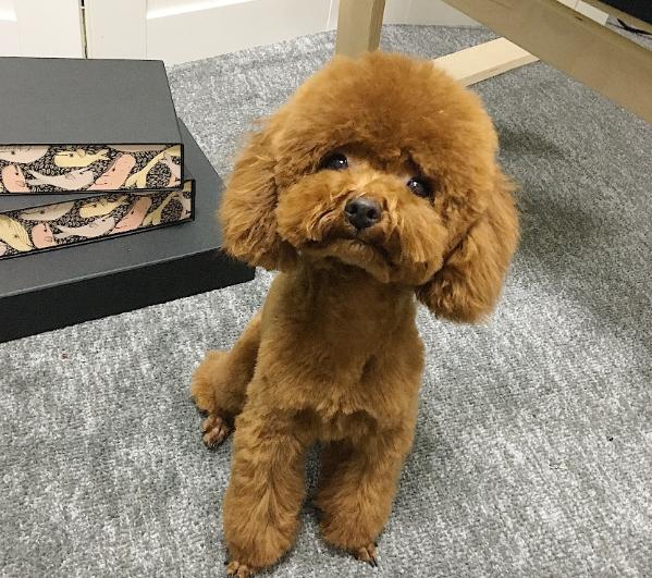 泰迪犬都有哪些优点和缺点,泰迪犬好不好养