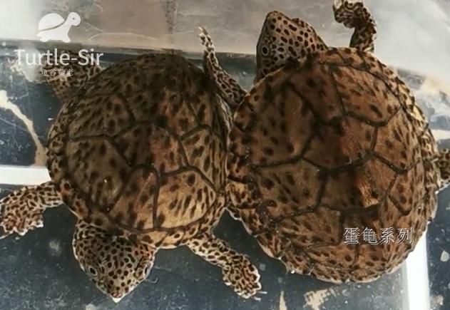 虎纹蛋龟巨头蛋龟哪个好养,巨头蛋龟和剃刀蛋龟的繁殖季节