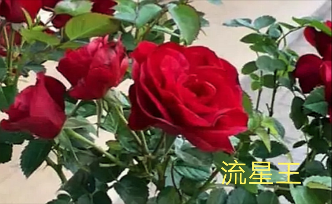 阳台系列月季品种大全,微型月季藤本月季