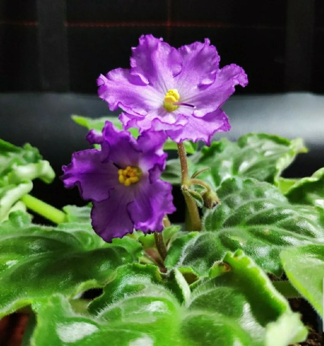 芳踪难觅濒危花！清新治愈篇：沙漠高原是吾家，豹子花的春天来了