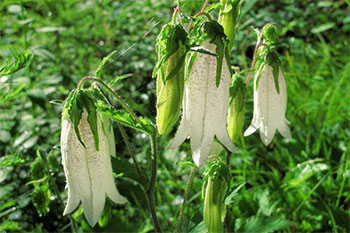 紫风铃花盆栽怎么养,地栽紫斑风铃草的养殖方法