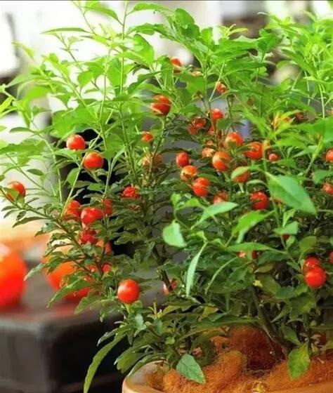 冬珊瑚用什么土栽培,冬珊瑚怎么保养