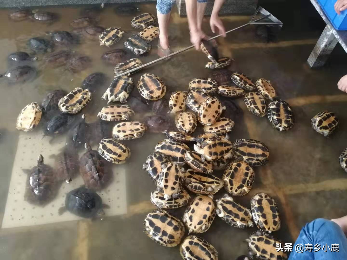 水龟怎么养可以去除真菌,水龟怎么防治腐皮