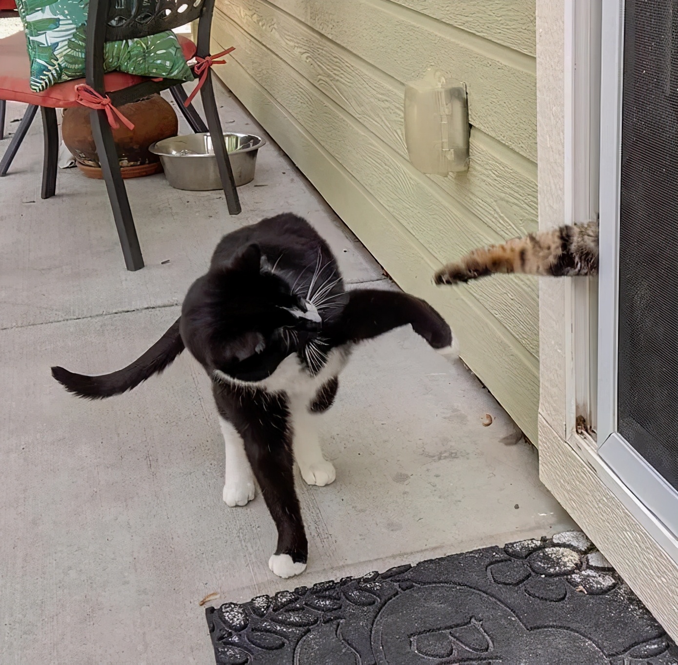 关于猫咪的可爱故事,可爱的小猫咪儿童故事