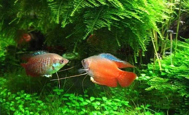 鱼饲料是给懒人用的，还原活食的老三样，回归观赏鱼的自然食谱