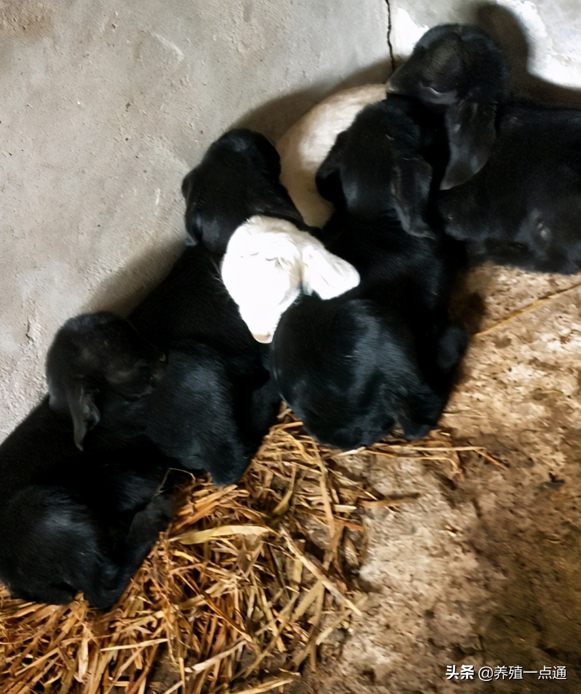 90后养羊专业户,最赚钱的养羊模式