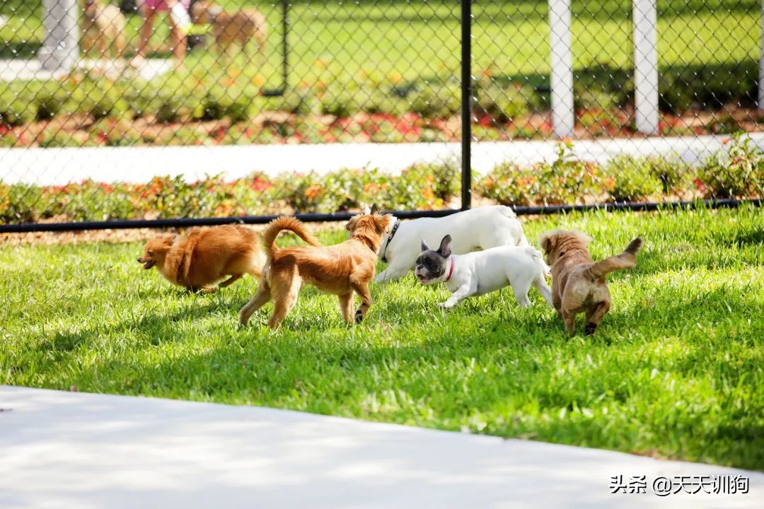 狗子一直咔咔咳和打喷嚏,换季期的狗子一直咳