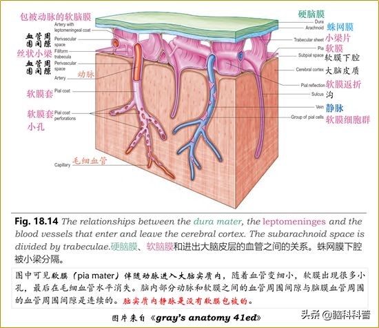 脑静脉分为深浅两支,脑静脉解剖