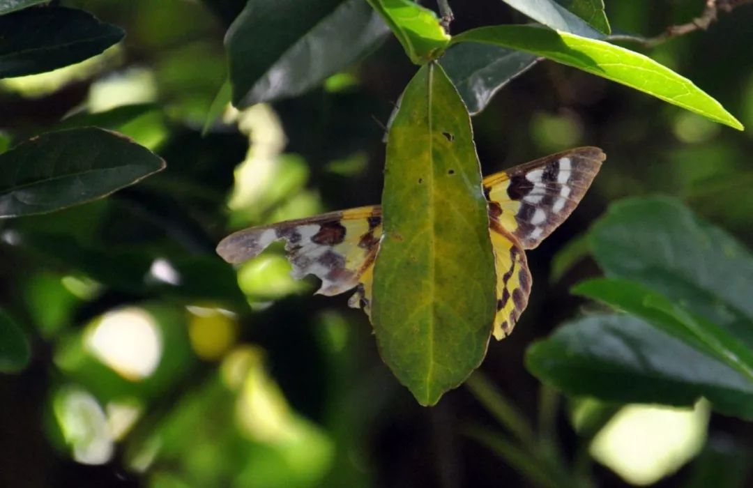 传说中的蛊虫真的有吗,传说中的扑棱蛾子