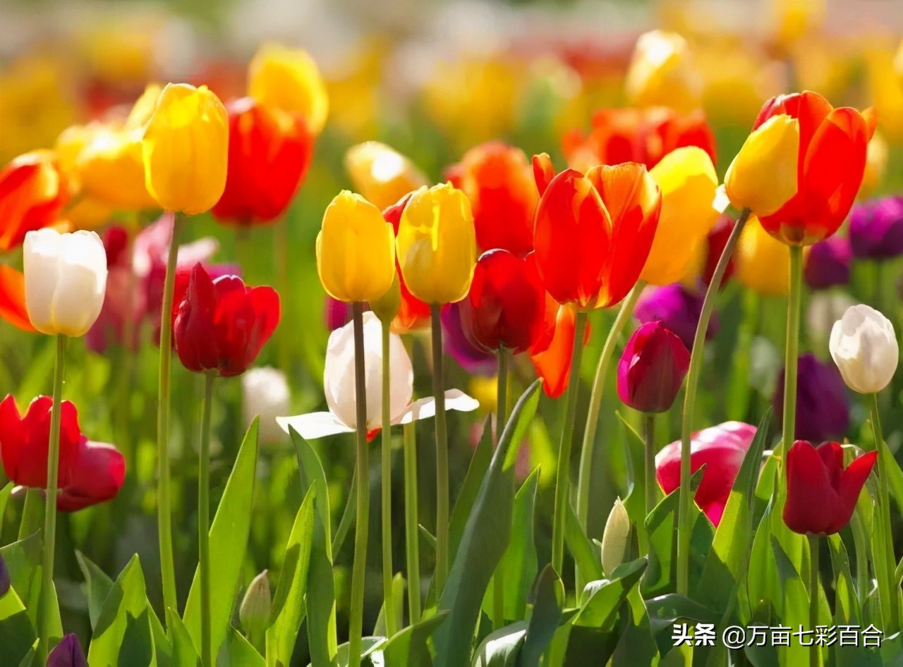 中国的国花有哪5种,除了我国的国花其他国花你了解吗