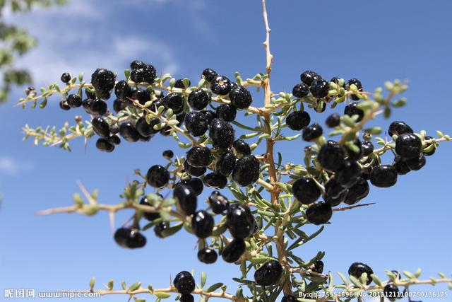 黑枸杞稀世奇珍雪域圣果,雪域圣果黑枸杞花青素