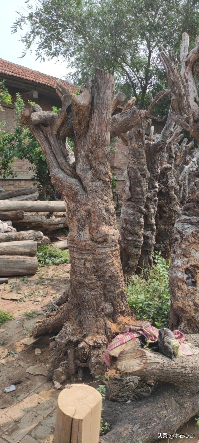 为什么枣木制品要比榆木贵一些？枣木好在哪儿？