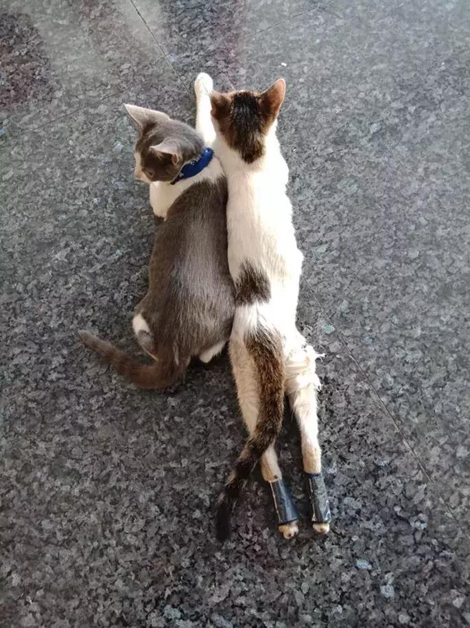 猫咪受伤自愈能力强吗,猫咪受伤不能自主进食