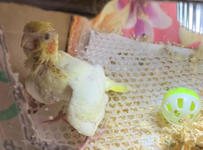 幼鸟如何喂食,幼鸟喂养方法