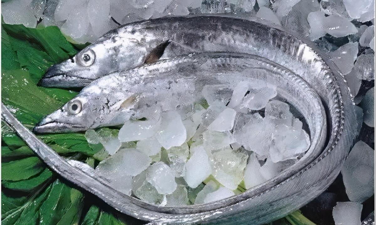 舟山带鱼特级多宽,舟山带鱼一般几指宽