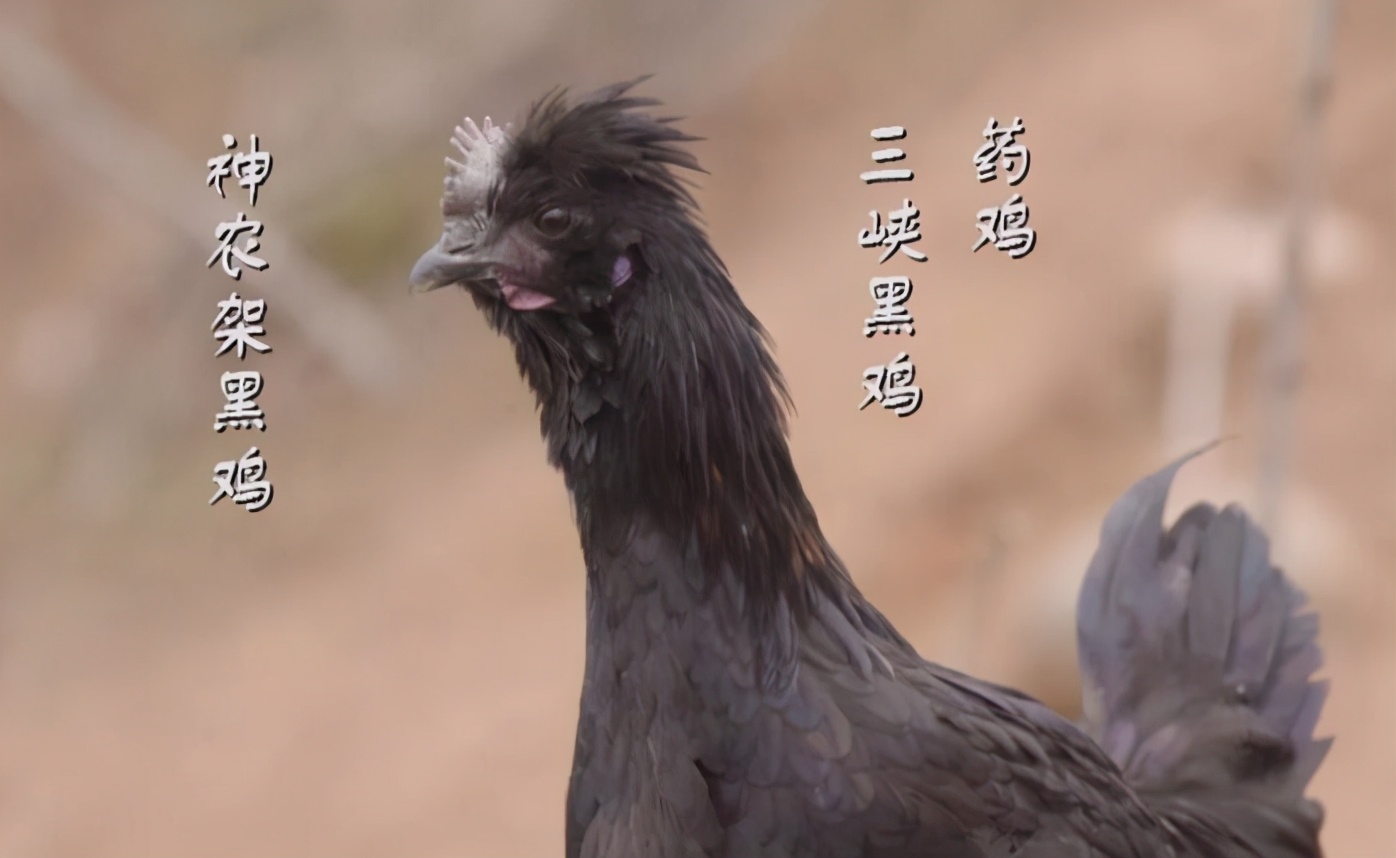 农村小伙养了十只黑鸡,回乡养本地黑鸡的90后小伙