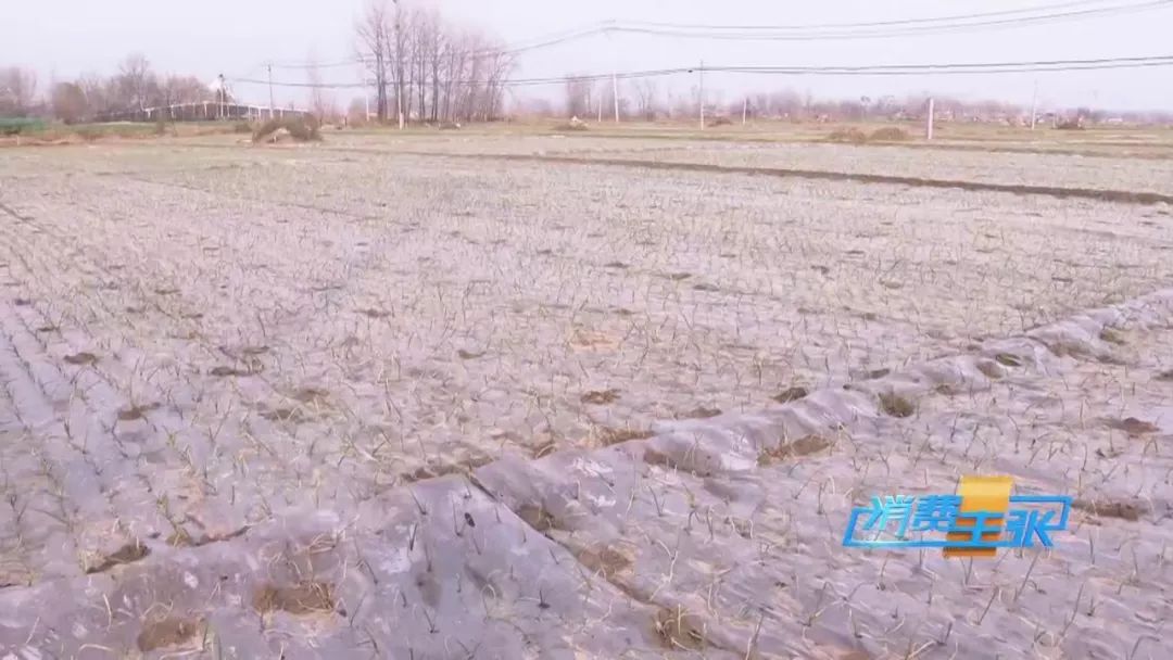 洋葱种植前景和利润,洋葱价格波动洋葱种植户如何应对