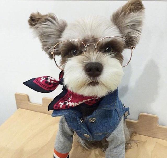 雪纳瑞犬一次吃多少狗粮,雪纳瑞成犬一顿饭吃多少