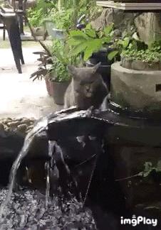 搞笑动图gif表情包可爱,搞笑动图gif图片合集