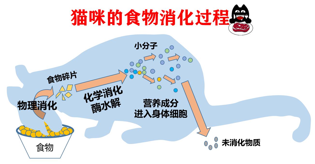 猫咪为什么不能吃骨头,猫为什么要让猫咪吃骨头