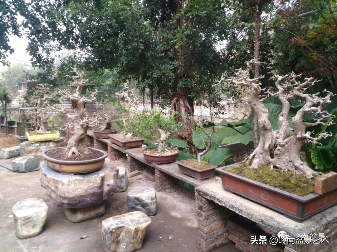 榆树盆景何时修剪最好,盆景怎样修剪最好看