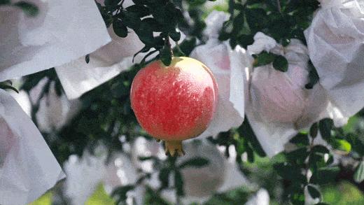 濂楄鐭虫Υ,鐭虫Υ濂楄鍜屼笉濂楄鐨勫ソ澶勪笌缂虹偣