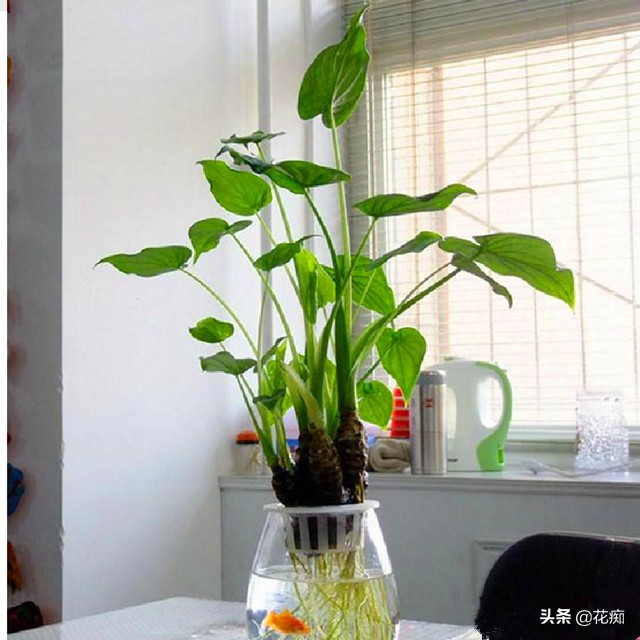 水培千手观音烂根最好的处理方法,水培千手观音花卉的养殖方法