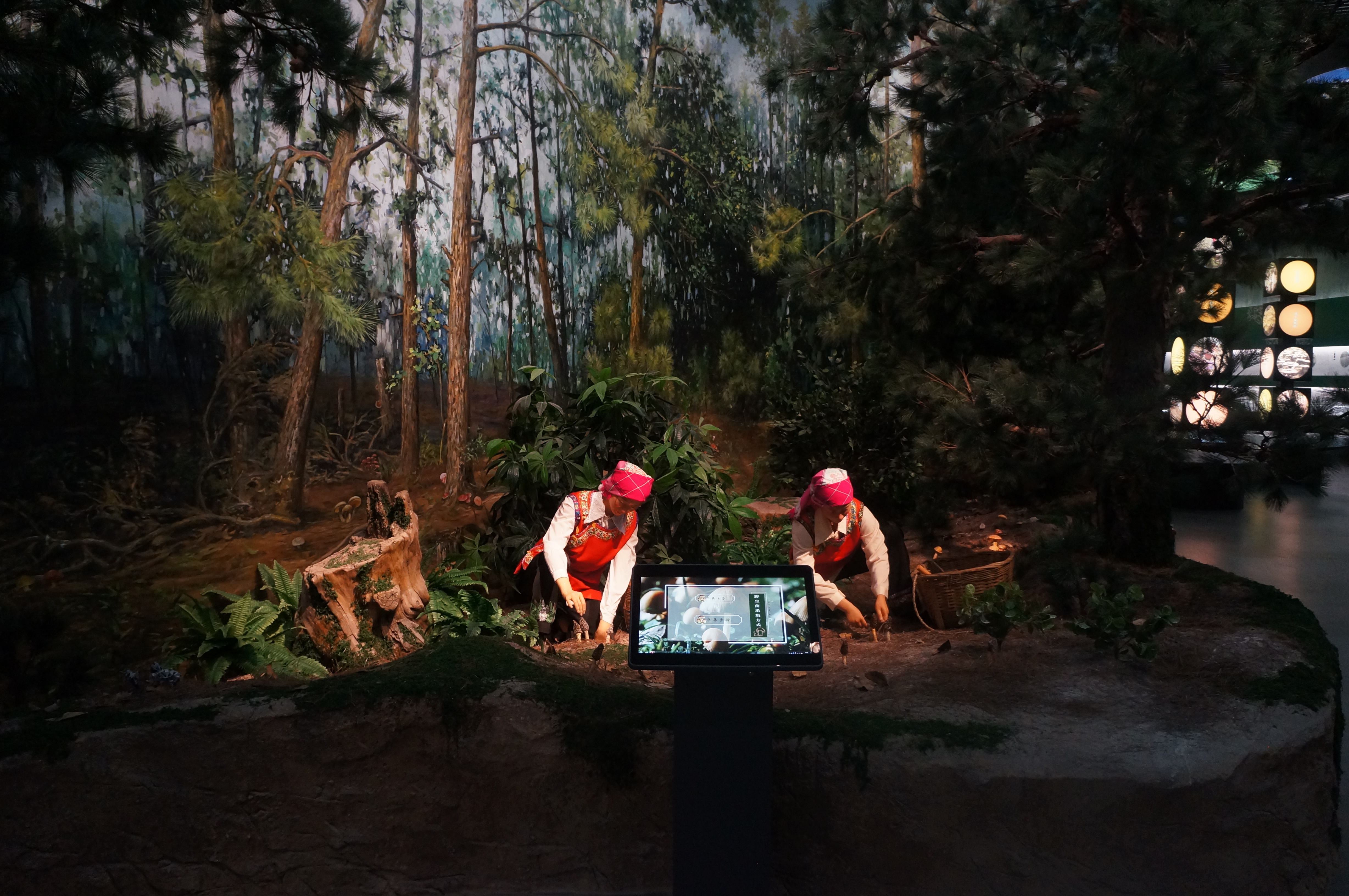 易门县食用菌产业发展,易门县食用菌产业发展得怎么样