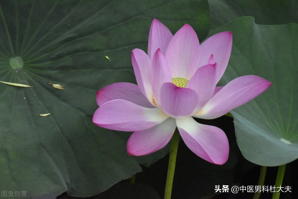 浑身无力腰膝酸软是阳虚的表现吗,脾阳虚引起腰膝酸冷