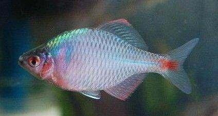 打开新世界之门,世界钓鱼之旅钓大鱼