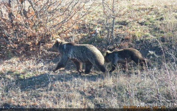 美洲豹是最强大的猫科,最凶猛的猫科动物美洲豹
