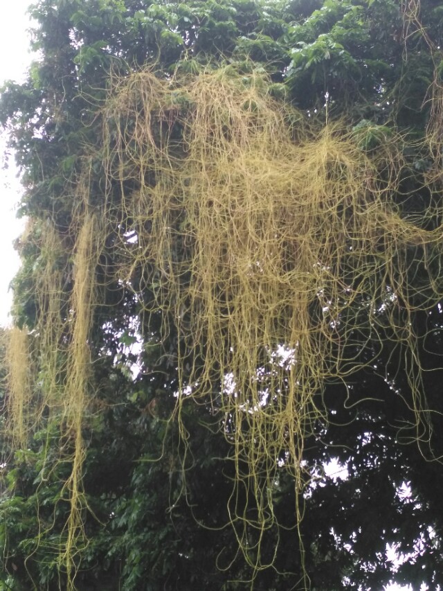 菟丝子的简介,菟丝子的民间叫法