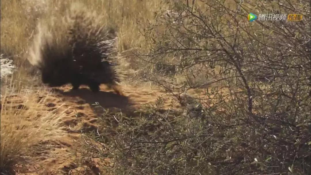 跟狮子抢肉，怼非洲鬣狗，看硬核“平头姐”成长史！