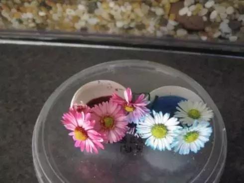 幼儿园100个科学小实验视频,幼儿园必做的100种小实验