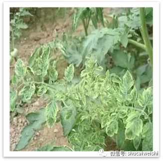 番茄缺镁有什么症状,番茄病毒病的防治和缺素防治
