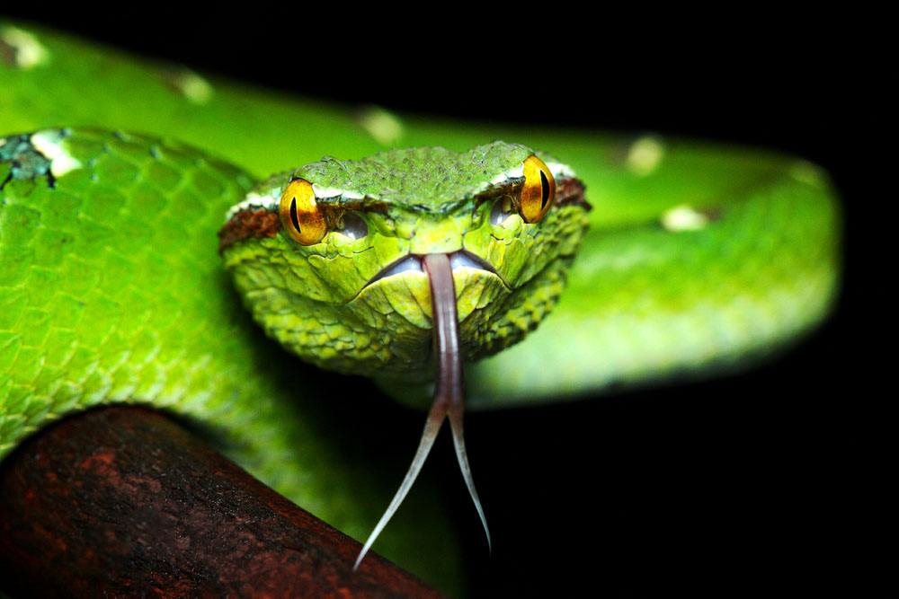 千奇百怪的动物眼睛,它们有各种各样的奇怪用途,和人眼相差甚远