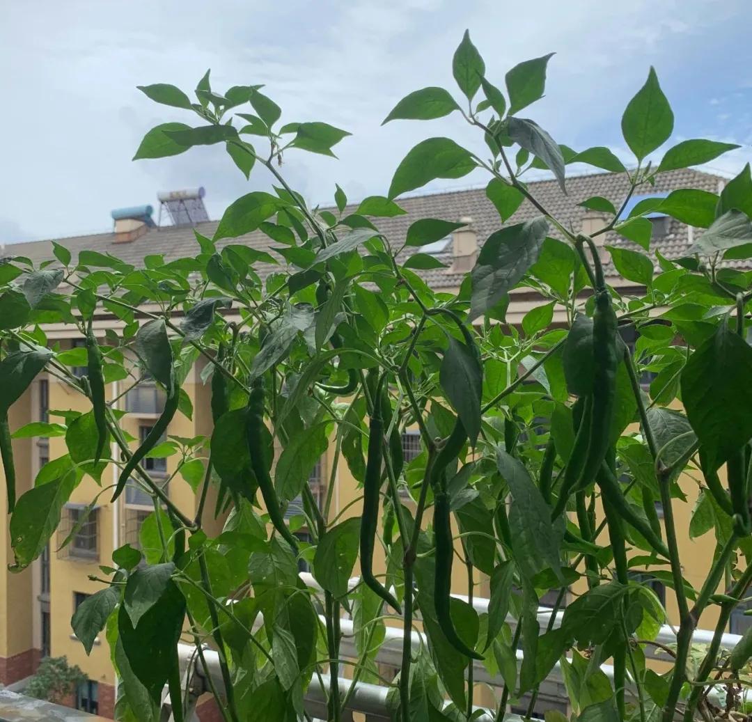 适合懒人家庭种菜100种,家里种菜这3种就够了