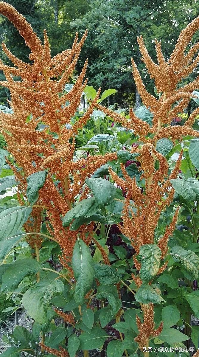 为了写文章我吃了霉苋菜梗，打算申请个工伤